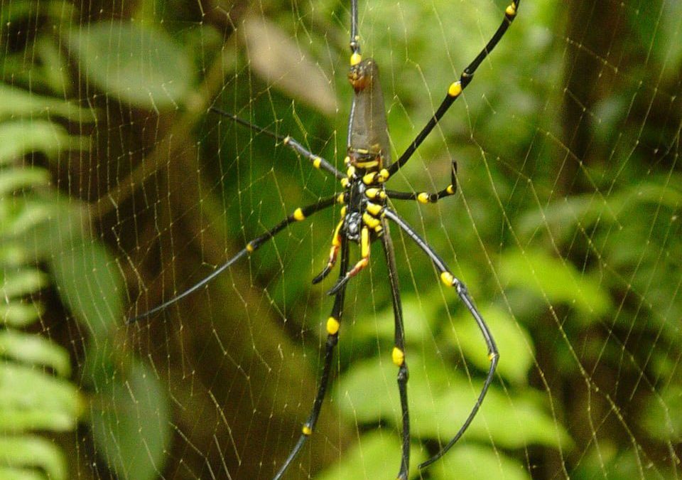 Webs of Steel