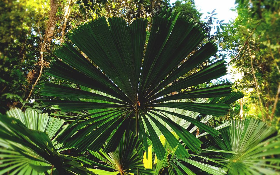 Rainforest Ecological Succession