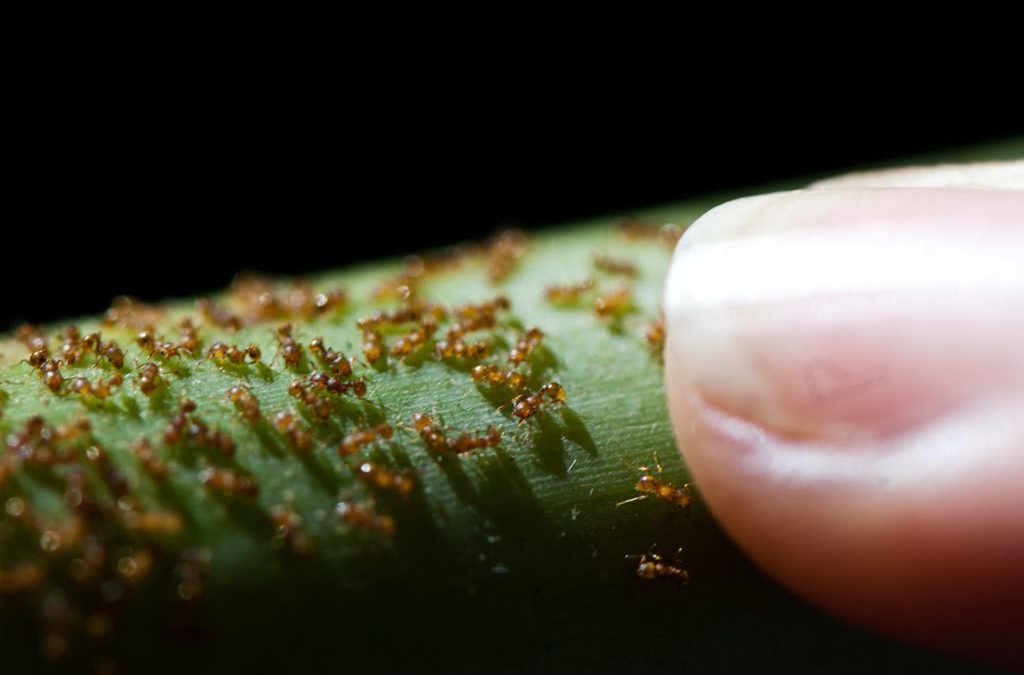 Rainforest Pests