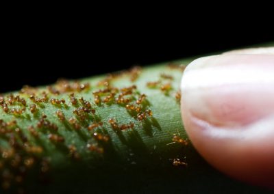 Rainforest Pests