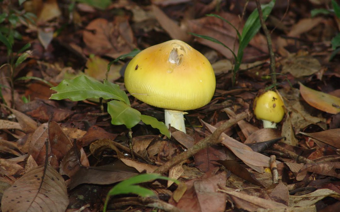 Rainforest Fungi