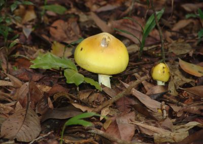 Rainforest Fungi