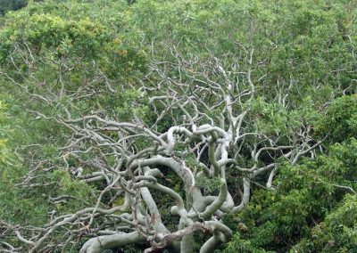 Rainforest Flowering and Fruiting