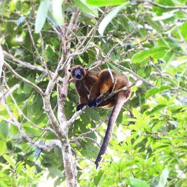 Rare sighting Lumholtz Tree Kangaroo