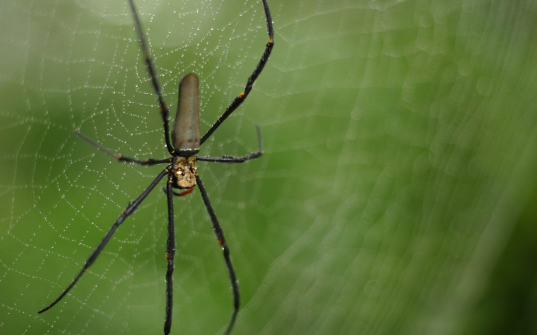 Hairy Rainforest Animals