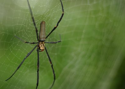 Hairy Rainforest Animals