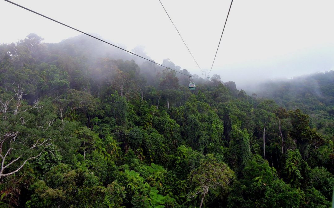 Life in the Rainforest Canopy