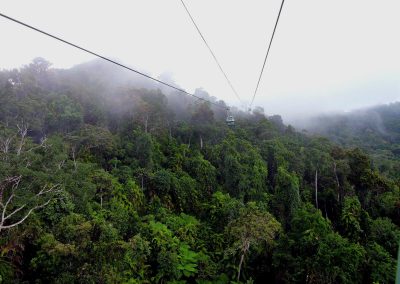 Life in the Rainforest Canopy