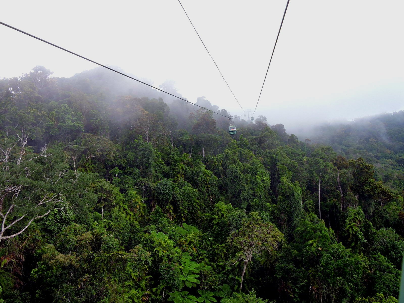Life in the Rainforest Canopy Skyrail