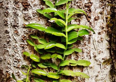 Tiny things amongst rainforest giants