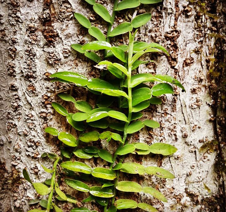 Tiny things amongst rainforest giants