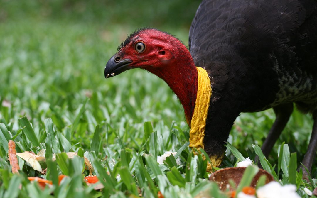 When is a turkey not a turkey?