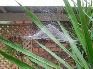 Tent Spiders at Skyrail