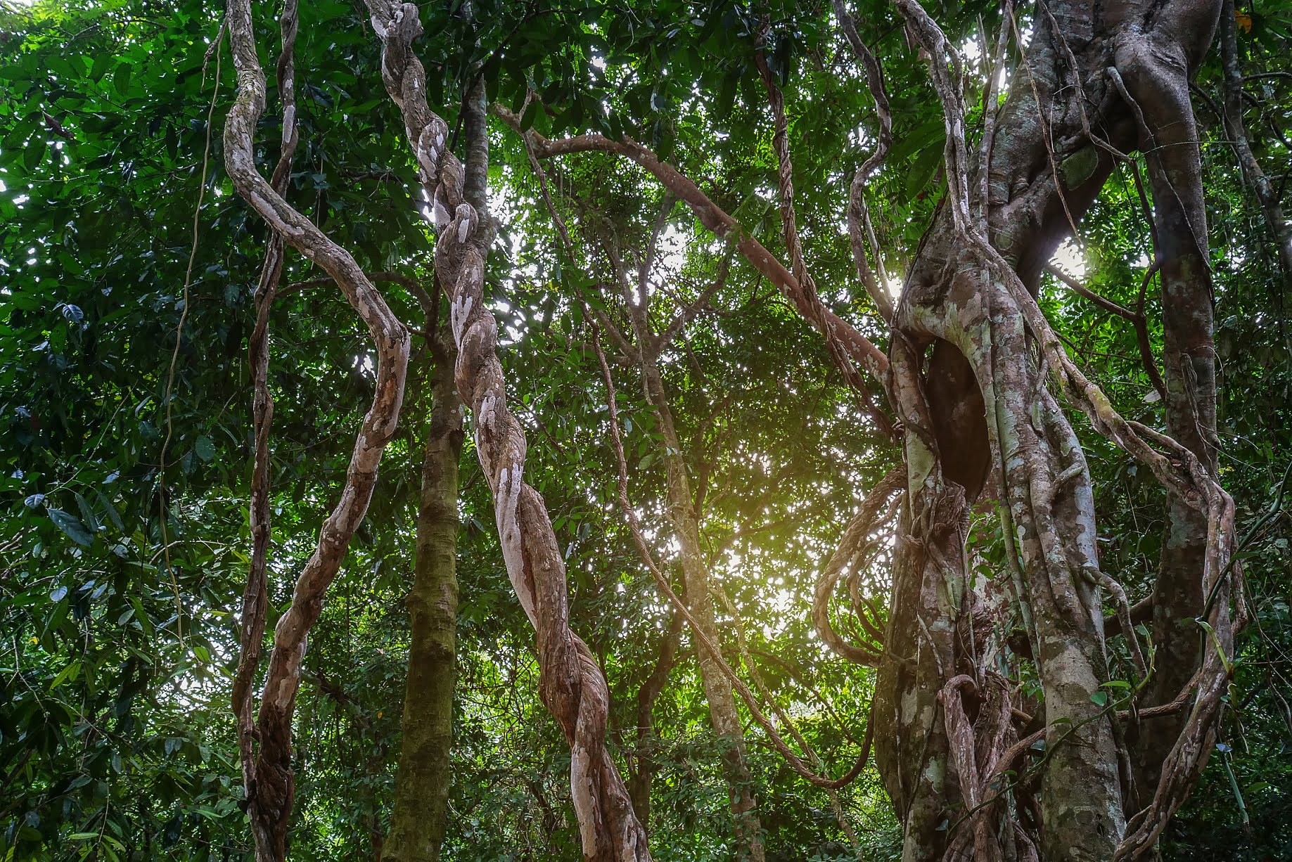 Liana vines in dense tropical rainforest