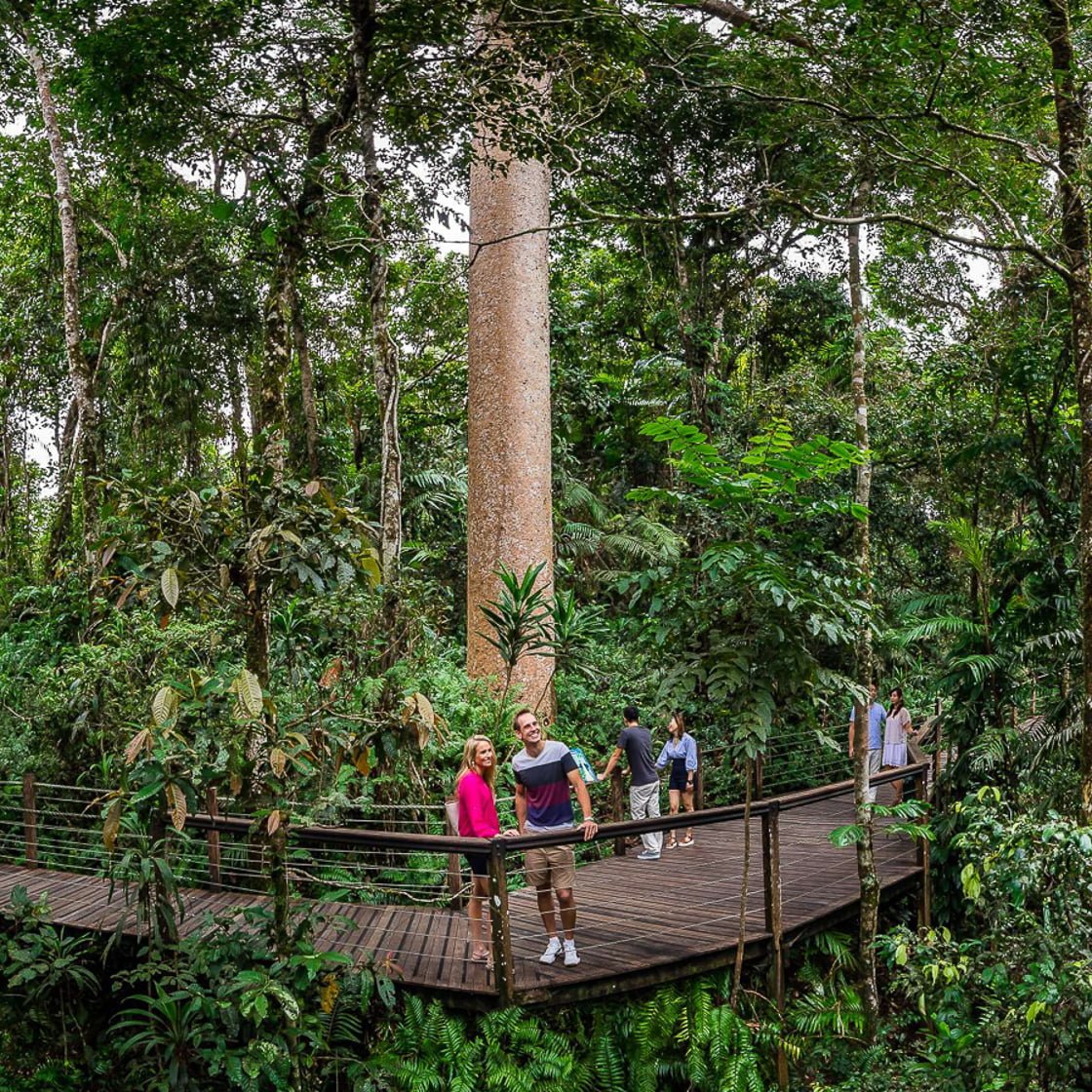 Couple standing on red peak boardwalk surrounded in dense tropical rainforest and giant kauri pine