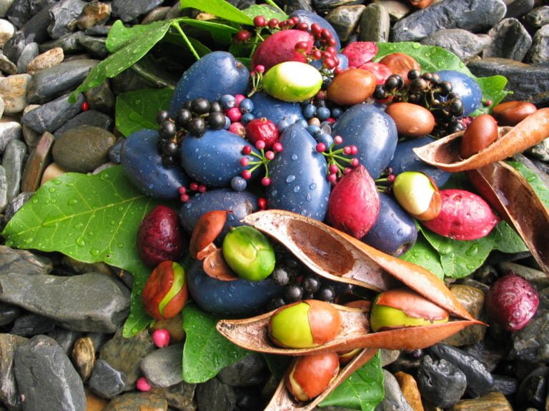 close up of brightly colored cassowary plums and other various rainforest seeds