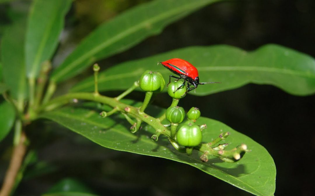 The World of Ancient Rainforest