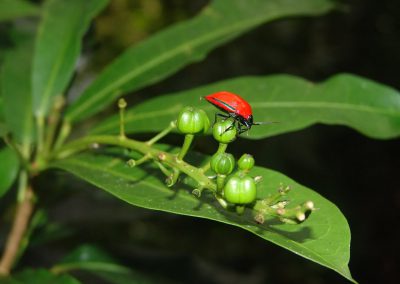 The World of Ancient Rainforest