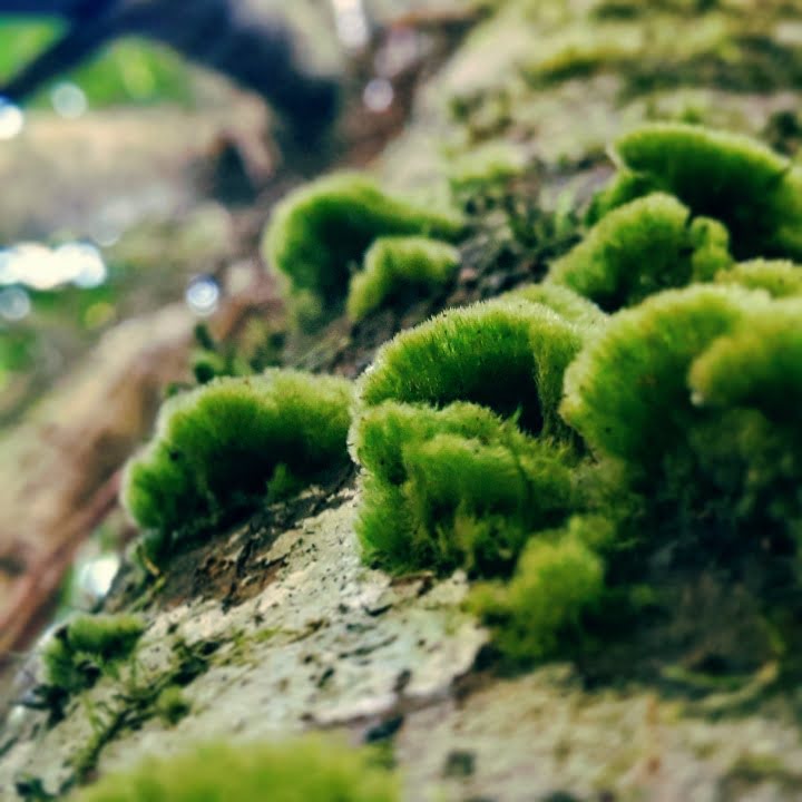 Moss growing on a tree in tropical rainforest
