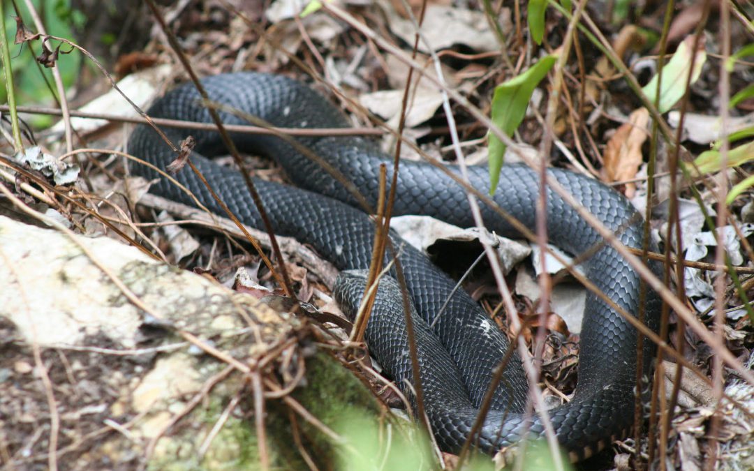 Red-bellied Black Snake Spotted at Skyrail