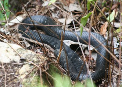 Red-bellied Black Snake Spotted at Skyrail