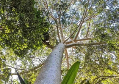 Explore flora of the tropical rainforest