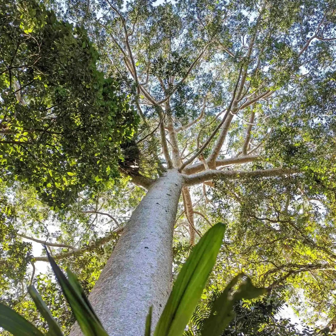 Queensland Kauri Pine at Red Peak boardwalk