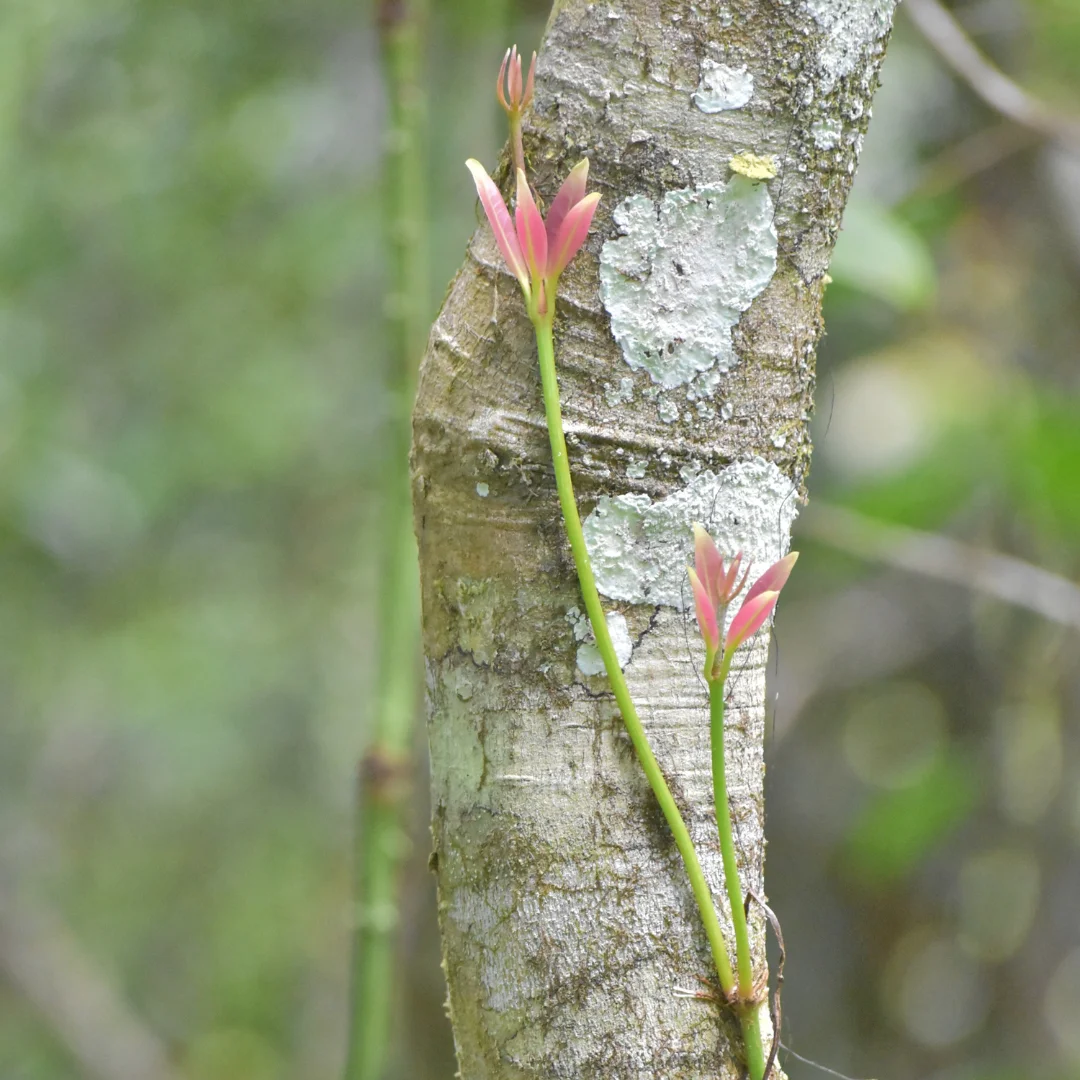 A small pink and green vine climbing a tree at Skyrail's Red Peak 