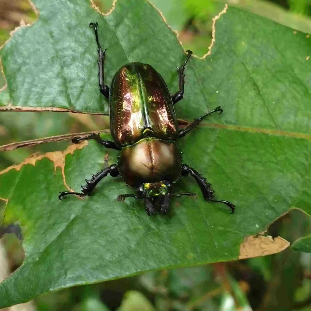 Muelleri rainbow stag beetle 