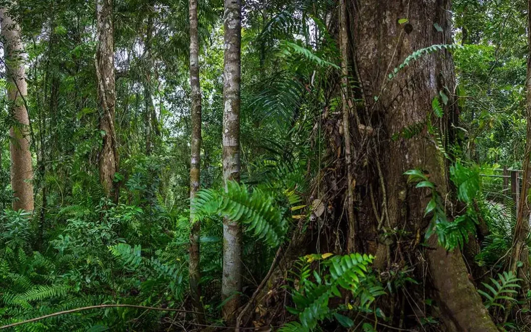 Rich biodiversity of the tropical rainforest