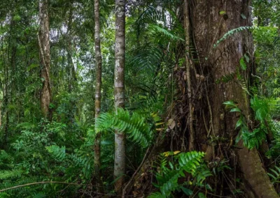 Rich biodiversity of the tropical rainforest