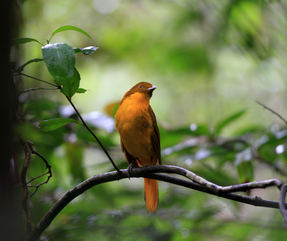Golden bowerbird. The worlds first songbirds.