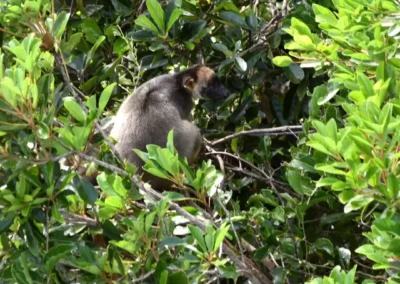 Discover tropical rainforest residents