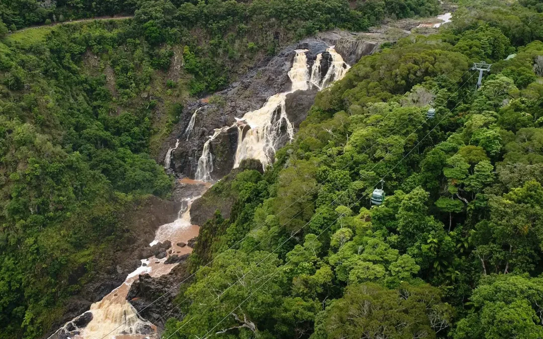 An interpretation of the World Heritage tropical rainforest