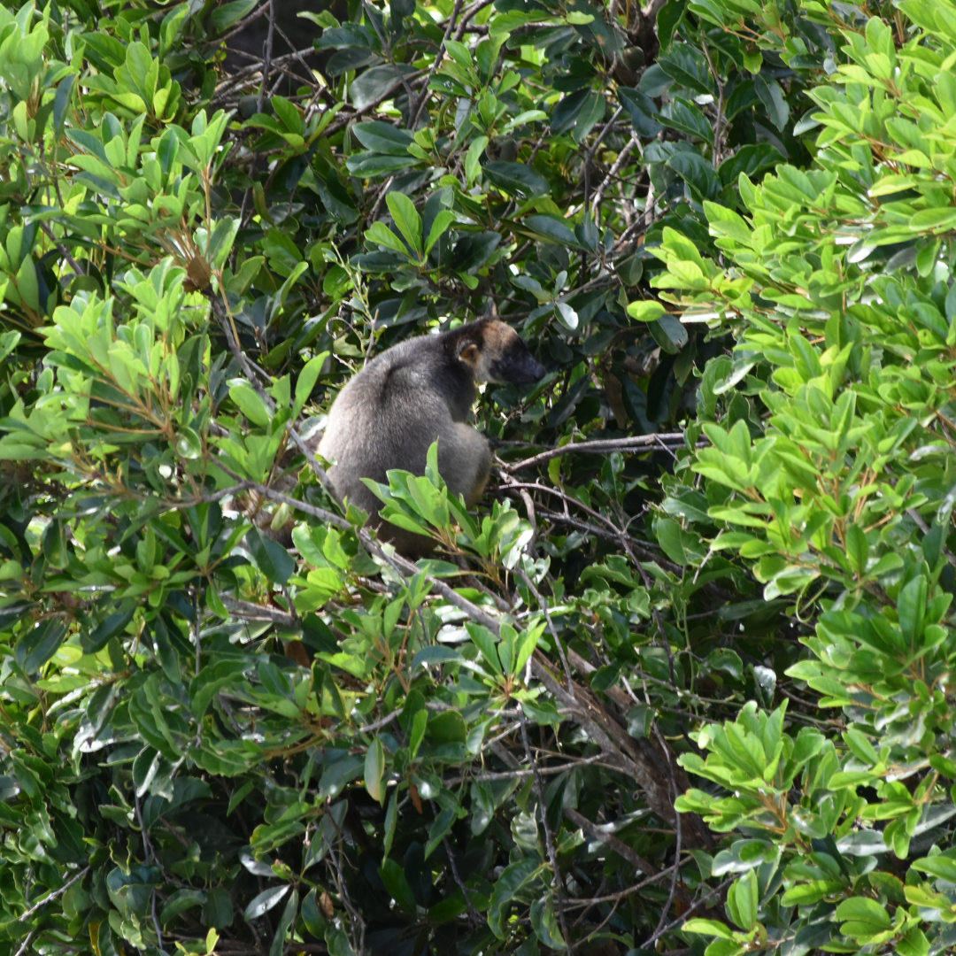 Lumholtz's tree kangaroo at Skyrail's tower 10