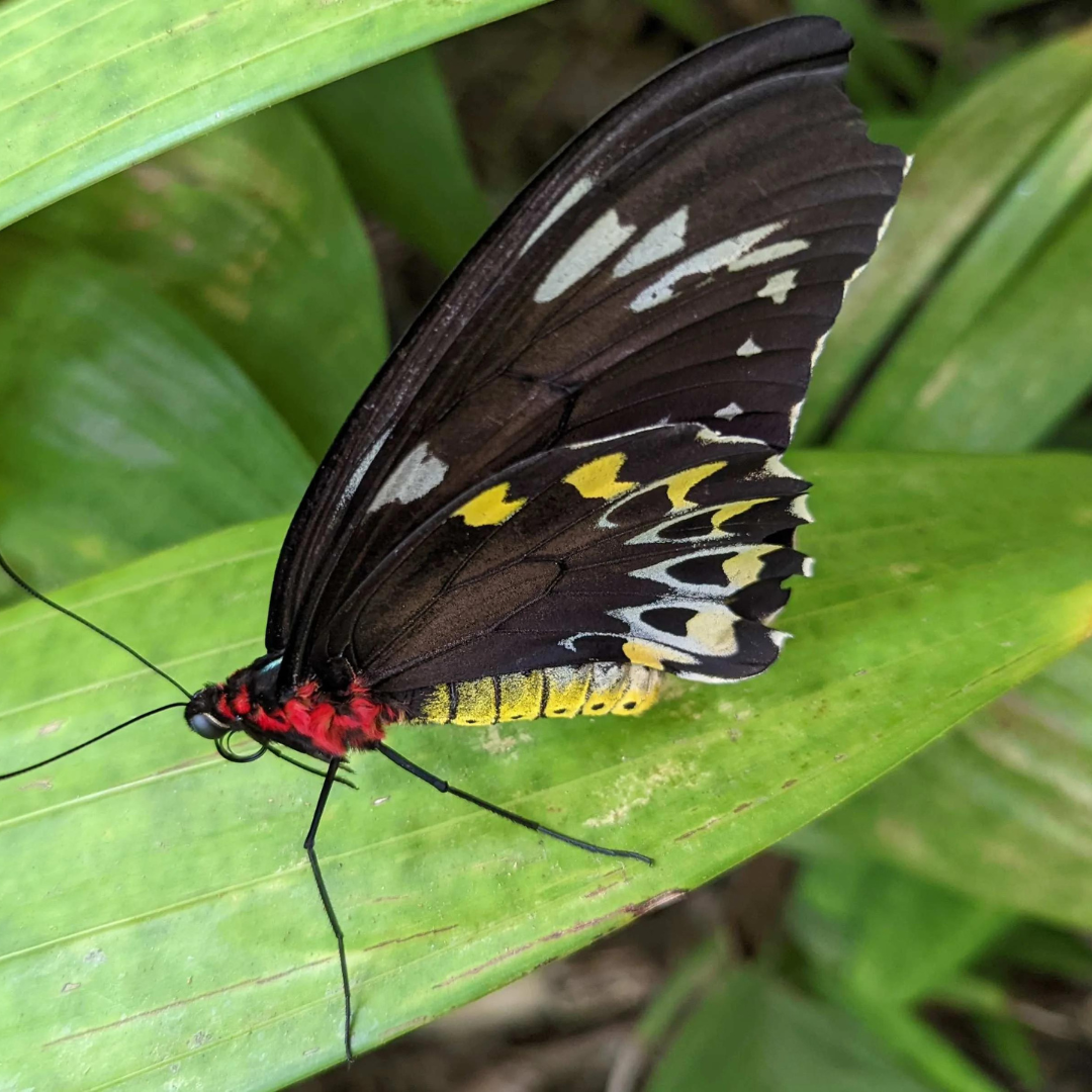 Cairns Birdwing Butterfly.  Black wings trimmed in yellow with white patches. A yellow body with a red and black head. 