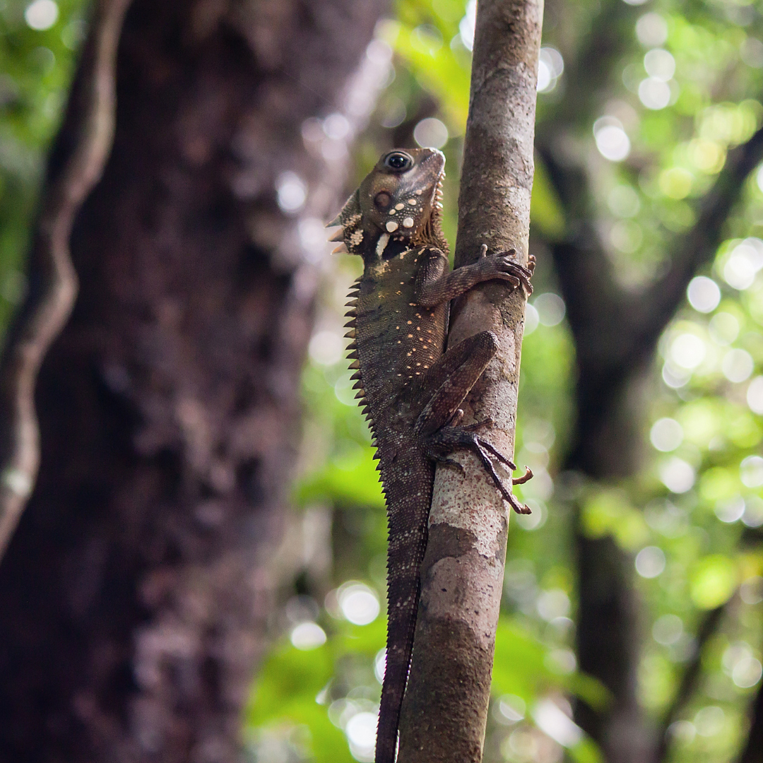 Boyd's forest dragon sitting on a branch camouflaged into the forest