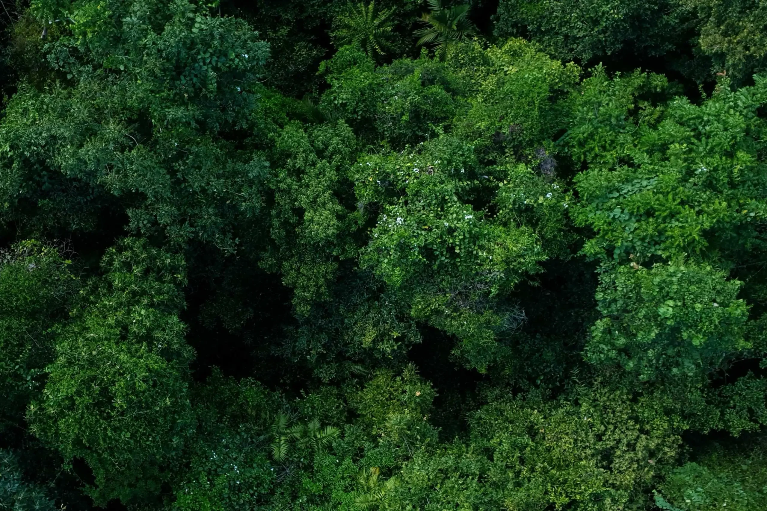 Looking-down-into-the-tropical-rainforest-canopy