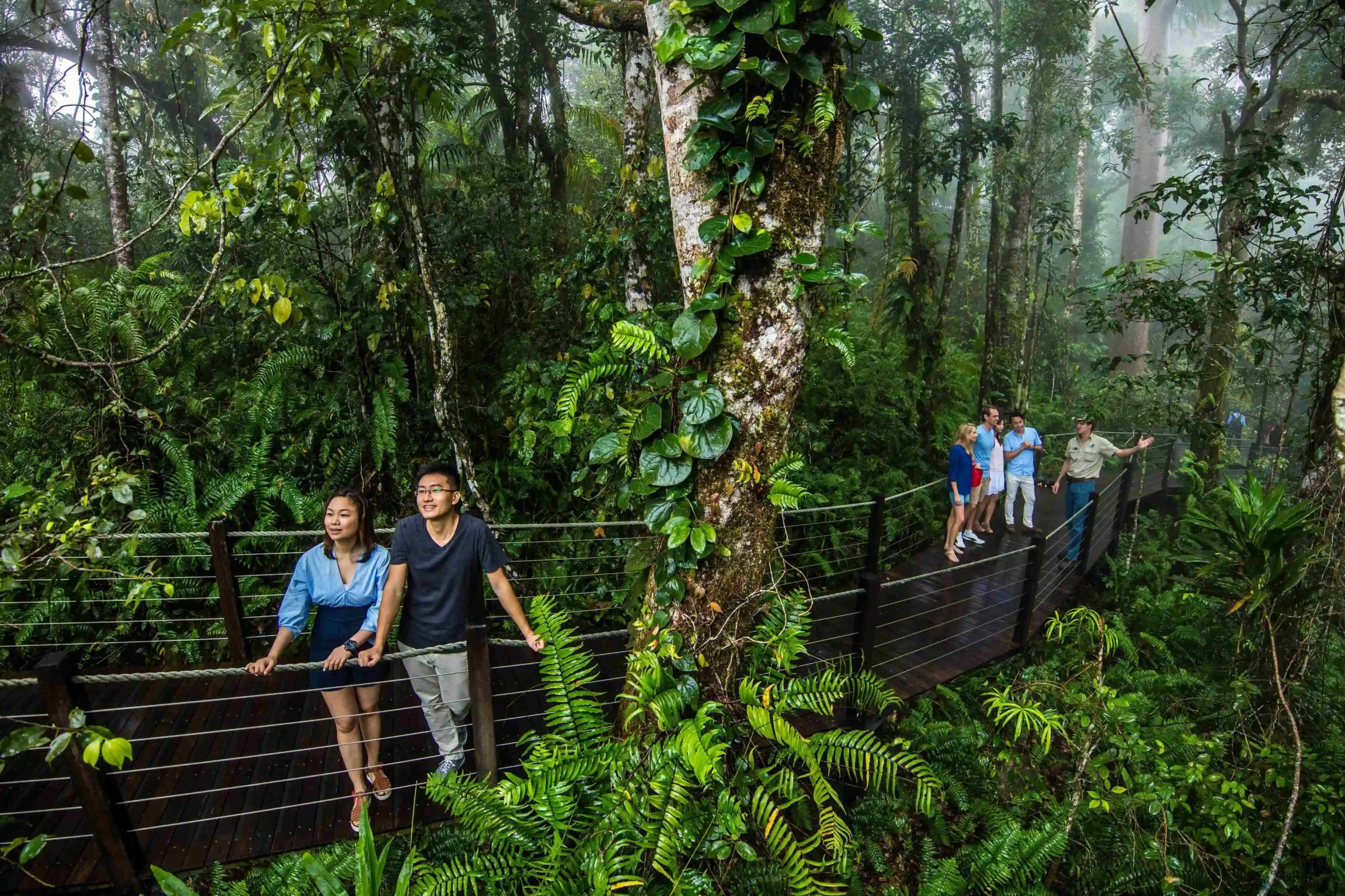 Guests standing on rainforest boardwalk at Red Peak surrounded by rainforest
