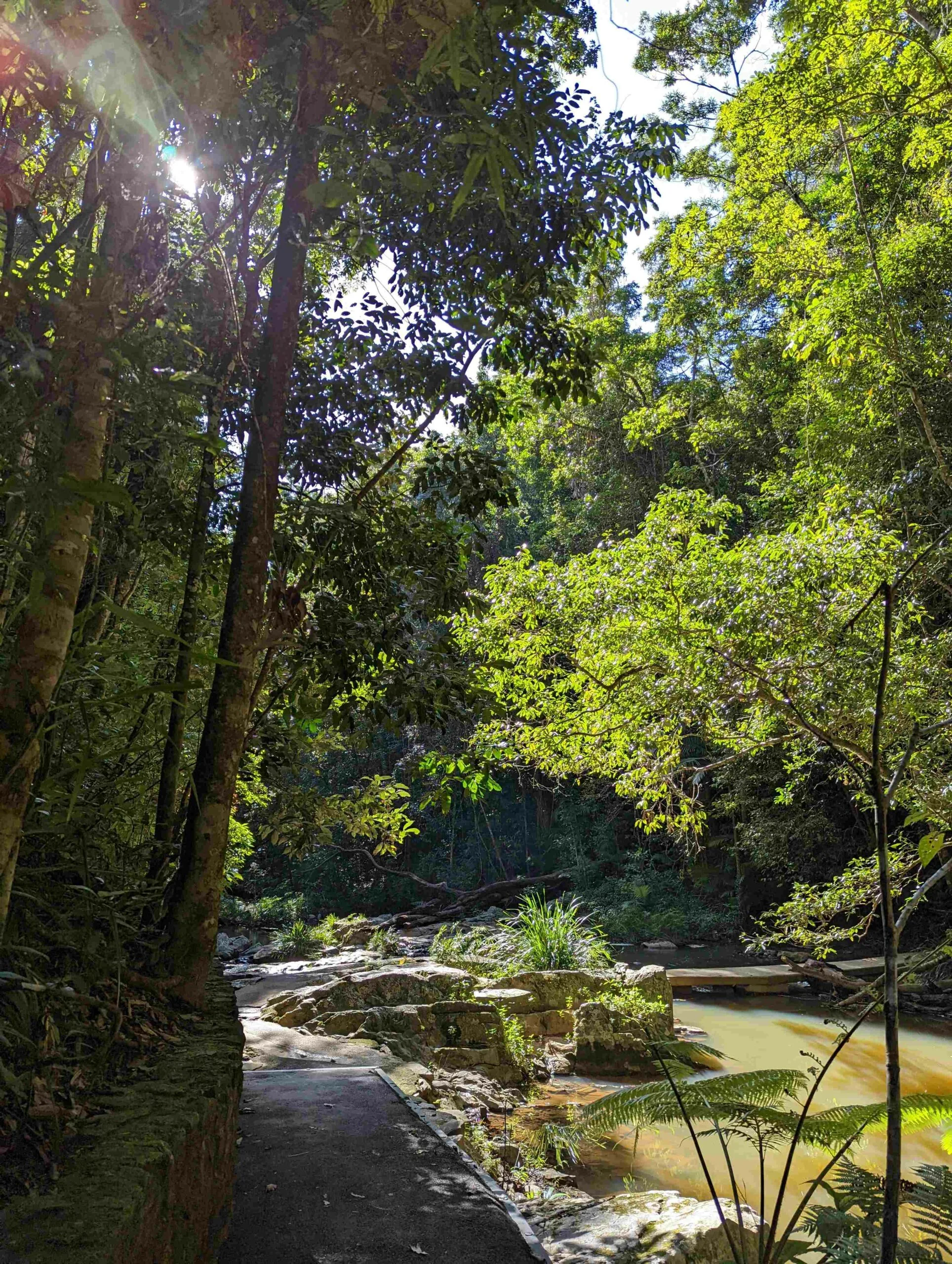 A cement pathway over a small river and into the tall green trees