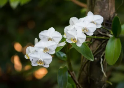 Tropical Rainforest Orchids