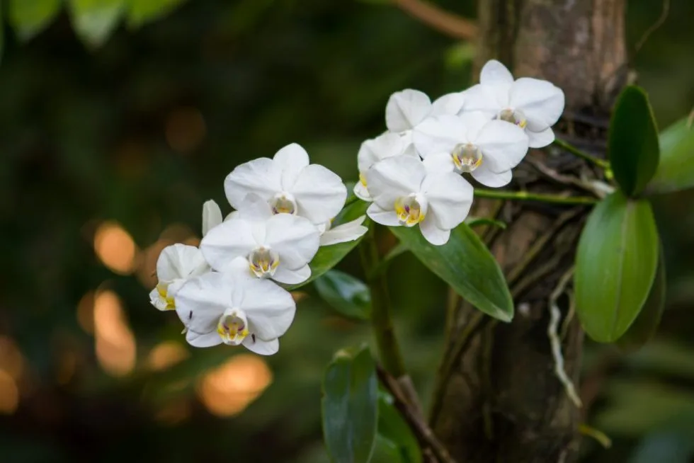 A white Moth orchid with five flowers in bloom