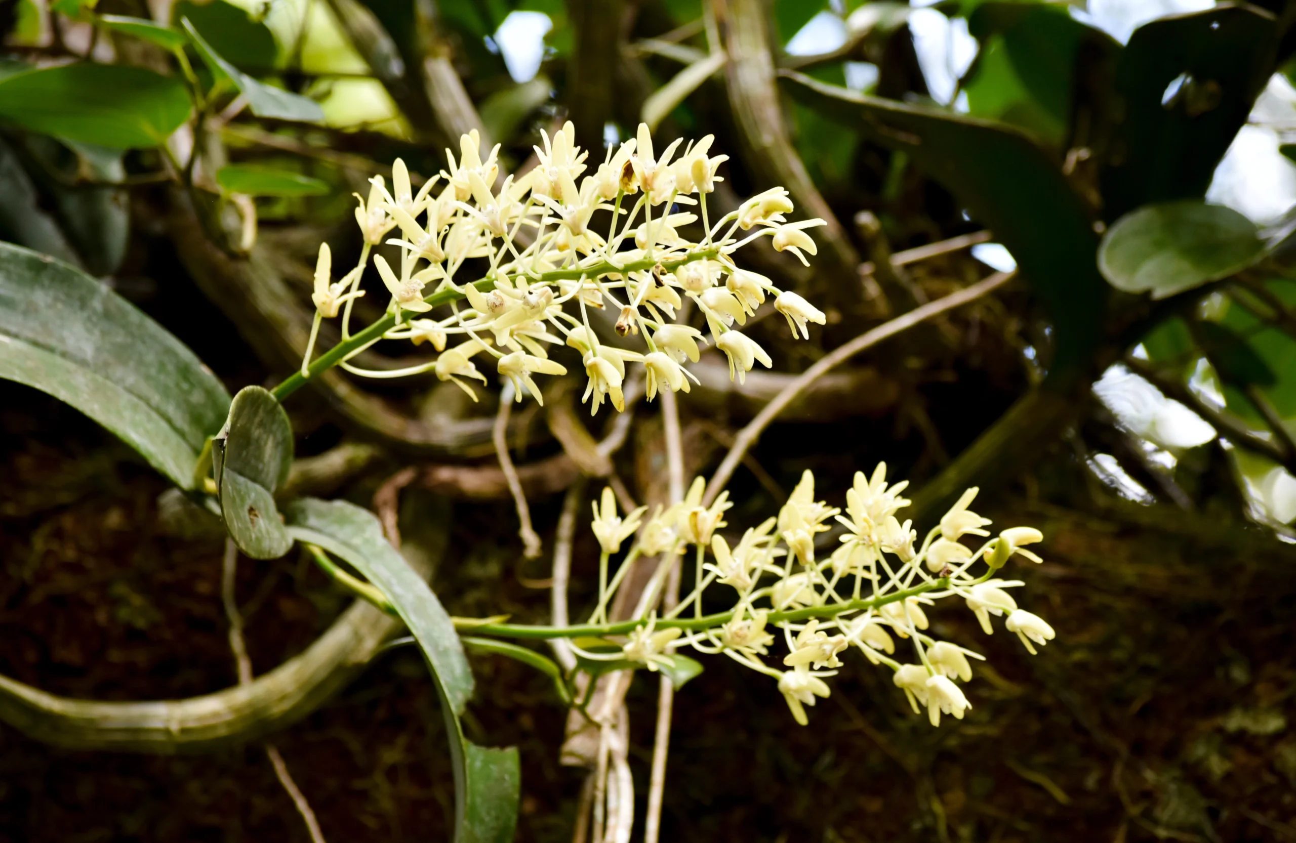 Tropical rainforest orchid. A king orchid clings to a tree branch bursting with yellow small flowers