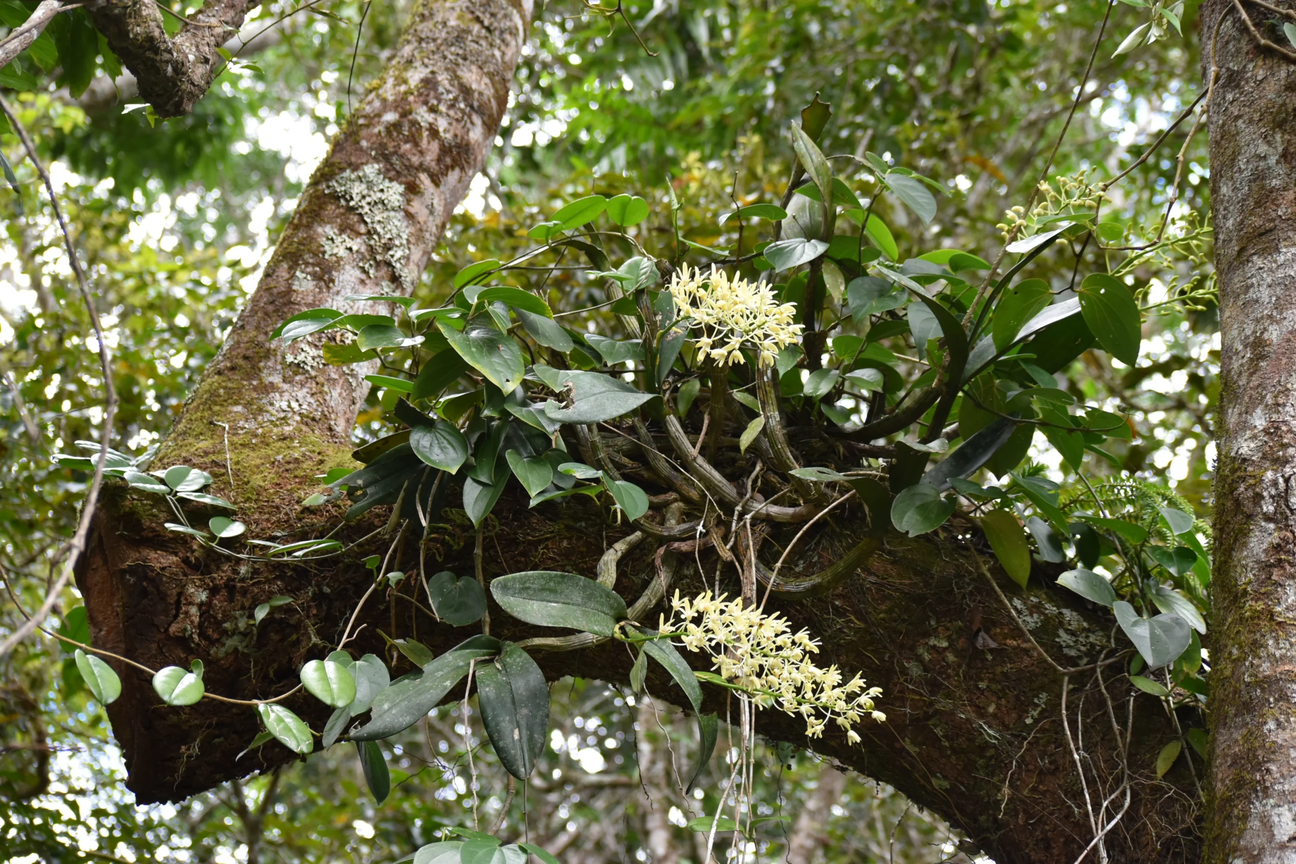 tropical rainforest orchid. A king orchid clings to a tree branch bursting with yellow small flowers