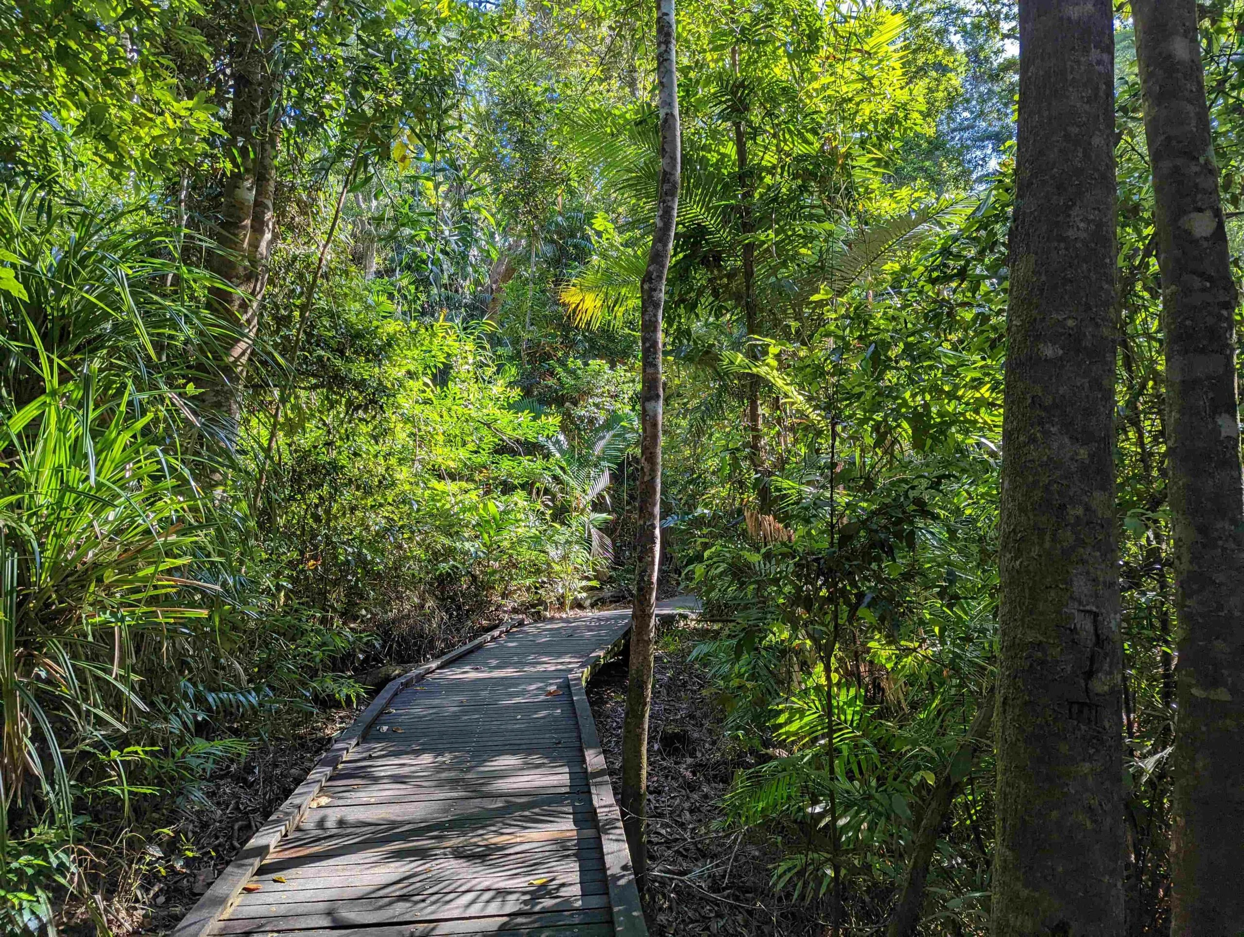 A pathway between the tall green trees and off into the distance. 