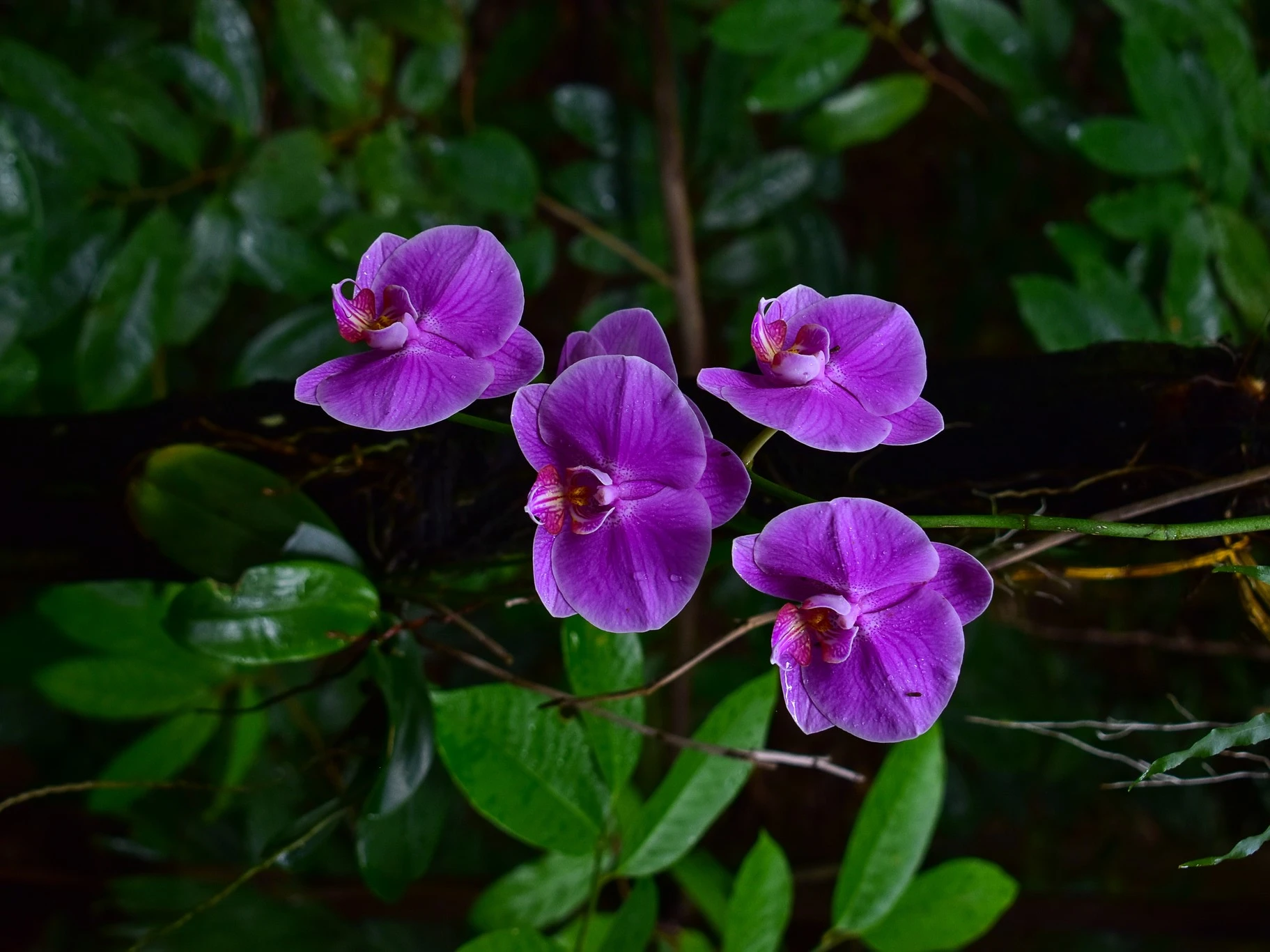 A purple Moth orchid with four flowers in bloom