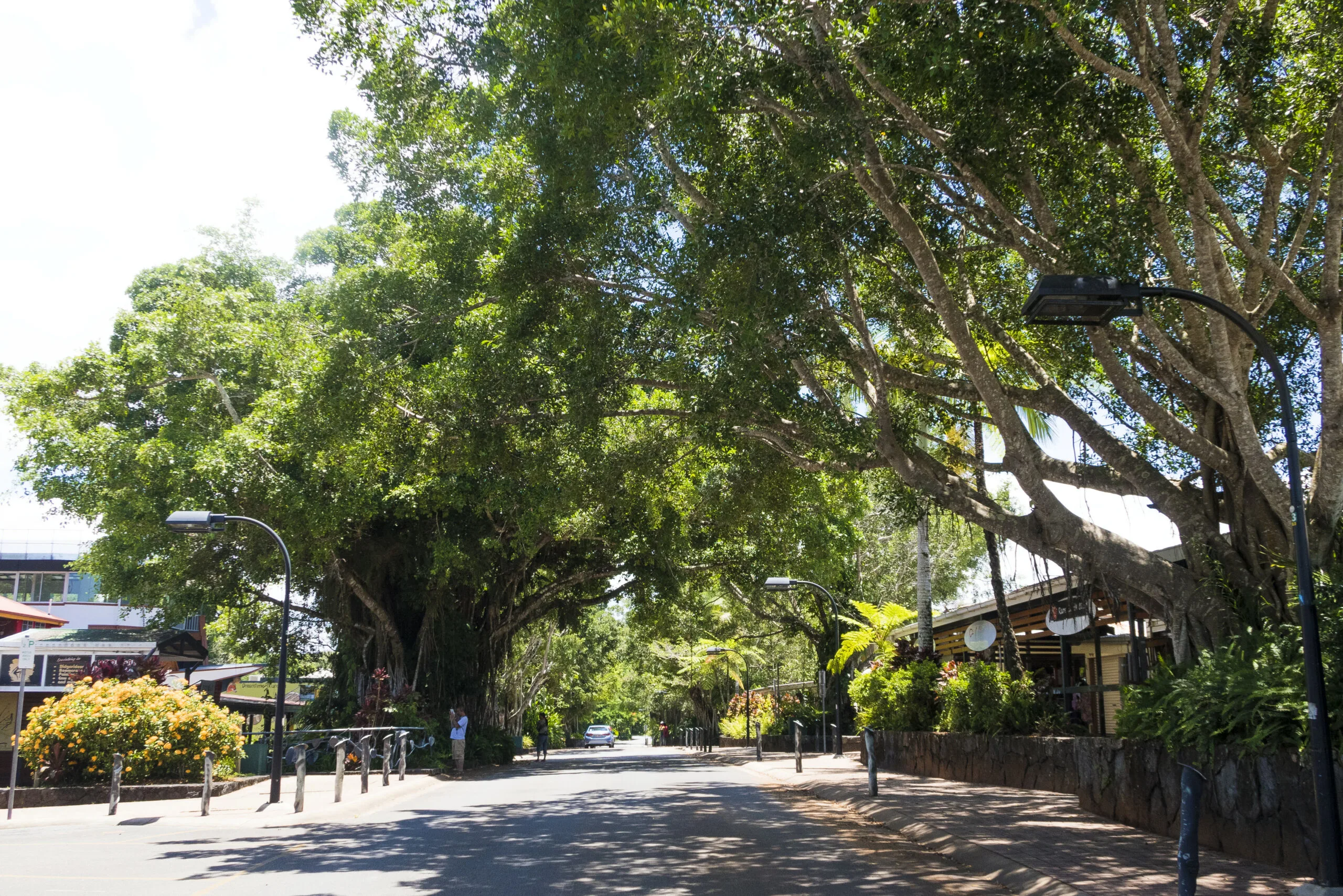 A street lined with trees leads to a mall rainforest village
