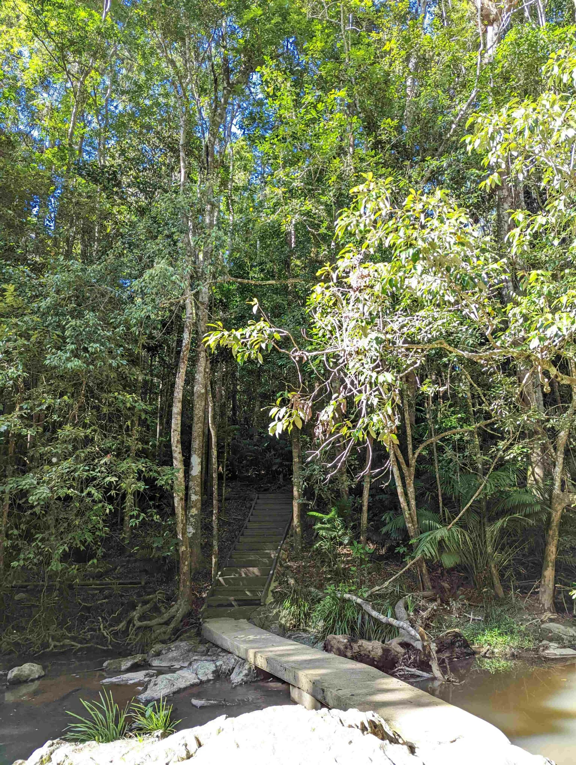 A cement pathway lead to a stone staircase at the back of the creek crossing. Tall trees surround the path way and staircase.