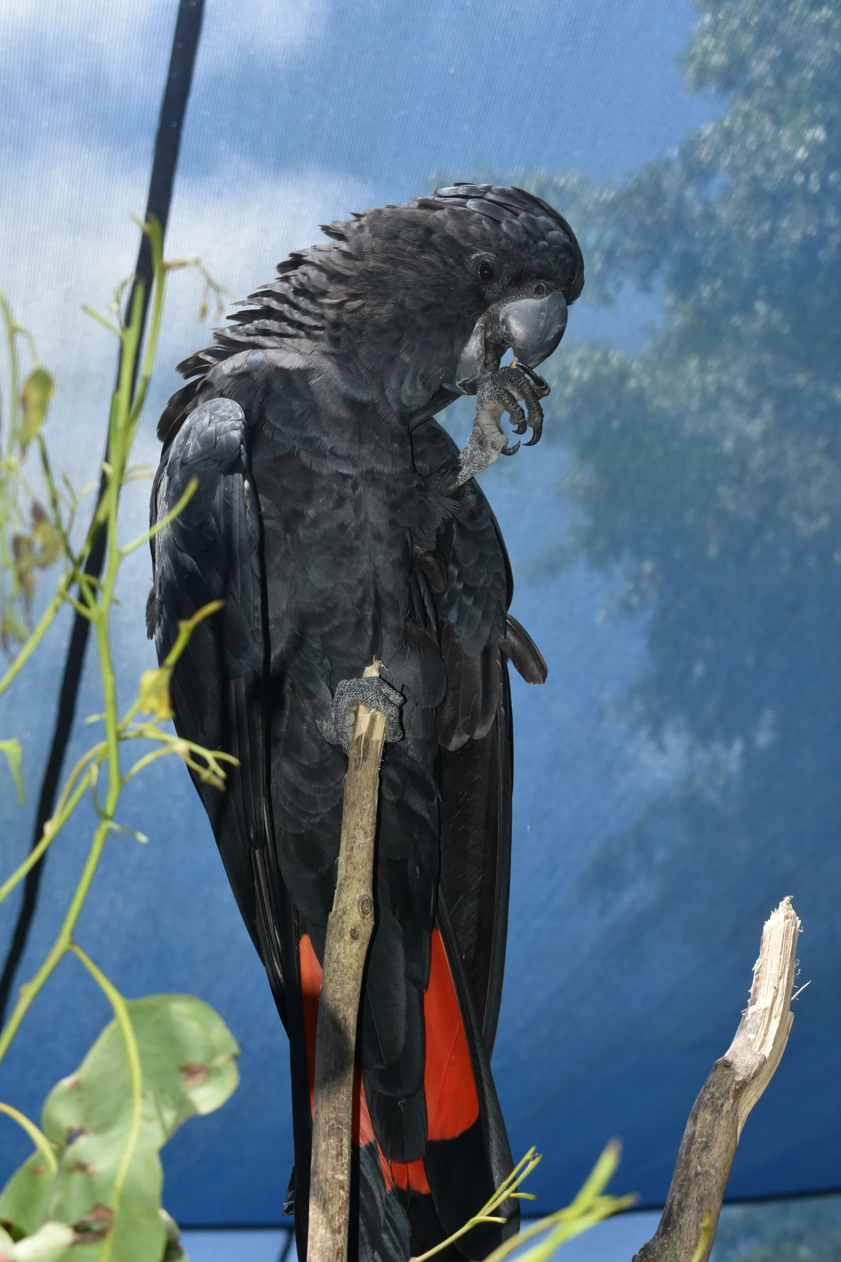 A large black bird with striking red feathers at the tail