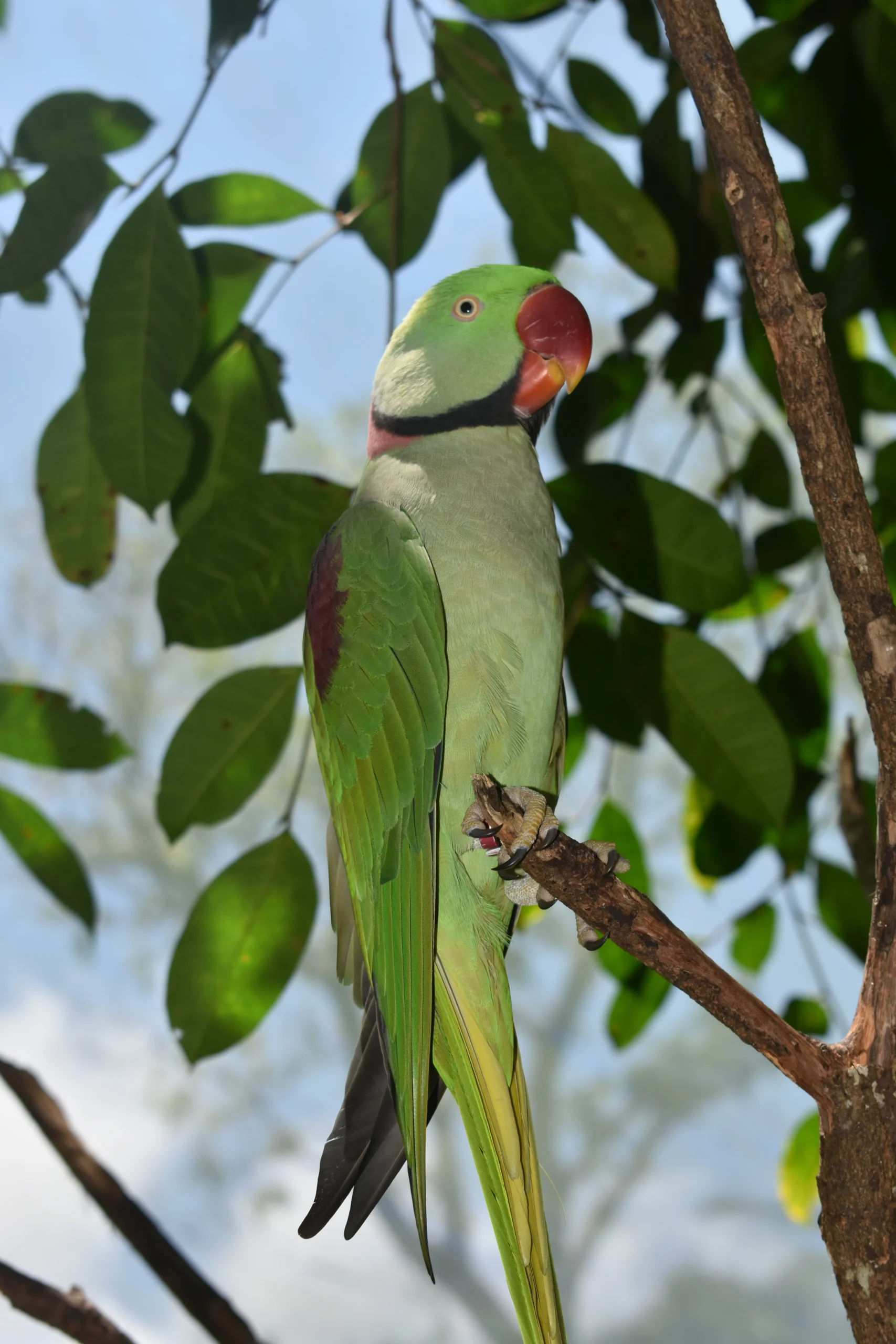 A bright green bird with a pink beak, orange around the eye and a black and pink ring around the neck. 